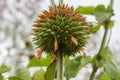 Underneath Leonotis Nepetifolia Whorl