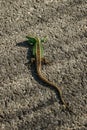 Brown green lizard crawling on the ground. Very beautiful and small lizard. Disguise animal. Camouflaged animal.Lizard close up, Royalty Free Stock Photo