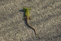 Brown green lizard crawling on the ground. Very beautiful and small lizard. Disguise animal. Camouflaged animal.Lizard Royalty Free Stock Photo