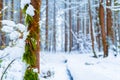 Brown and green mossy tree trunk in foreground with snow in a snowy forest with blue, cool tones and fluffy snow