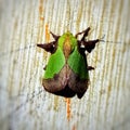 Brown green moth insects on the wall Royalty Free Stock Photo