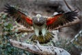 Brown-green protected mountain parrot, Kea, Nestor notabilis, flying directly on camera, orange feathers can be seen under the Royalty Free Stock Photo