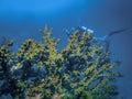 Brown-green sea sponge on the background of a blurred silhouette of a diver at the bottom of the Andaman sea