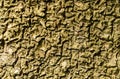 Brown green tree bark texture, twisted bark pattern. Royalty Free Stock Photo