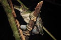 A brown and green tree frog of the genus Osteocephalus, on the end of a broken stick Royalty Free Stock Photo