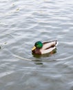 Brown-green-white feathered duck swimming in lake Royalty Free Stock Photo