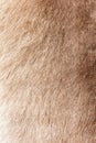 Brown Grey Animal Natural Fur Wolf Fox, Bear, Wildlife texture table top view Concept for hairy Background, textures and wallpaper Royalty Free Stock Photo