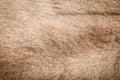 Brown Grey Animal Natural Fur Wolf Fox, Bear, Wildlife texture table top view Concept for hairy Background, textures and wallpaper Royalty Free Stock Photo