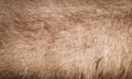 Brown Grey Animal Natural Fur Wolf Fox, Bear, Wildlife texture table top view Concept for hairy Background, textures and wallpaper Royalty Free Stock Photo