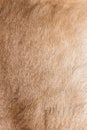 Brown Grey Animal Natural Fur Wolf Fox, Bear, Wildlife texture table top view Concept for hairy Background, textures and wallpaper Royalty Free Stock Photo