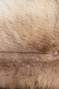 Brown Grey Animal Natural Fur Wolf Fox, Bear, Wildlife texture table top view Concept for hairy Background, textures and wallpaper Royalty Free Stock Photo
