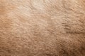 Brown Grey Animal Natural Fur Wolf Fox, Bear, Wildlife texture table top view Concept for hairy Background, textures and wallpaper Royalty Free Stock Photo