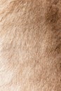 Brown Grey Animal Natural Fur Wolf Fox, Bear, Wildlife texture table top view Concept for hairy Background, textures and wallpaper Royalty Free Stock Photo