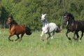 Brown, grey an black horses