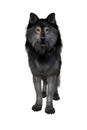 Brown and grey Dire Wolf. 3d illustration isolated on white background Royalty Free Stock Photo