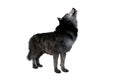 Brown and grey Dire Wolf howling. 3d illustration isolated on white background Royalty Free Stock Photo