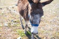 Brown and grey donkey in the countryside. The donkey is in danger of extinction. Family of equine animals donkey, mule, horse