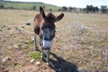 Brown and grey donkey in the countryside. The donkey is in danger of extinction. Family of equine animals donkey, mule, horse