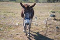 Brown and grey donkey in the countryside. The donkey is in danger of extinction. Family of equine animals donkey, mule, horse