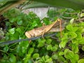 A brown grey grasshopper closeup macro on a steel thread