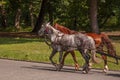 Brown and grey horses are walking and eating grass in the meadow with flowers and trees far away. Travelling