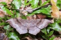 Brown and grey moth