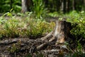 Brown and grey trunk of a felled tree against a background of green leaves of berries and grasses and forest. Royalty Free Stock Photo