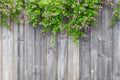 Brown grey wooden fence with beautiful green leaves plant and pink violet flowers border with empty copy space. Texture background Royalty Free Stock Photo