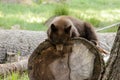 Brown grizly bear looks very relaxed, laying on the log and sleeping