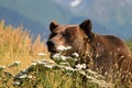 Grizzly bear showing teeth in Alaska Royalty Free Stock Photo