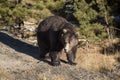 Brown Grizzly bear coming out of hibernation in forest