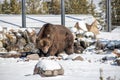 Brown grizzly bear in the state of Montana