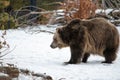 Brown grizzly bear