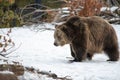 Brown grizzly bear in the snow