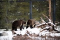 Brown grizzly bear in the snow