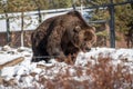 Brown grizzly bear in the snow