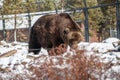 Brown grizzly bear in the snow