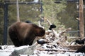 Brown grizzly bear in the state of Montana