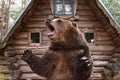 Brown grizzly bear widely open mouth near a wooden house.