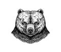 Brown Grizzly Bear, Wild Animal. Vintage Monochrome Style. Engraved Hand Drawn Sketch For Banner Or Label. Symbol Of The