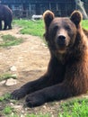 Brown grizzly sitting in Rehabilitation center, Synevyr Ukraine