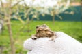 A brown ground frog sits on the ground Royalty Free Stock Photo