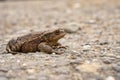 A brown ground frog sits on the ground Royalty Free Stock Photo