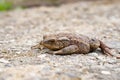 A brown ground frog sits on the ground Royalty Free Stock Photo