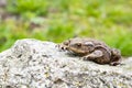 A brown ground frog sits on the ground Royalty Free Stock Photo