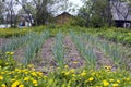 Brown ground plowed field, harrow lines. Arable background. A freshly ploughed field