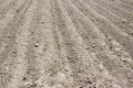 Brown ground plowed field, harrow lines. Arable background. A freshly ploughed field Royalty Free Stock Photo