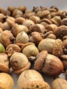 Brown group of acorns on a white background Royalty Free Stock Photo
