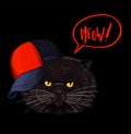 Brown grumpy cat face, red and black cap Royalty Free Stock Photo