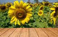 Brown grunge wooden floor and sunflower, use for background or backdrop in nature concept